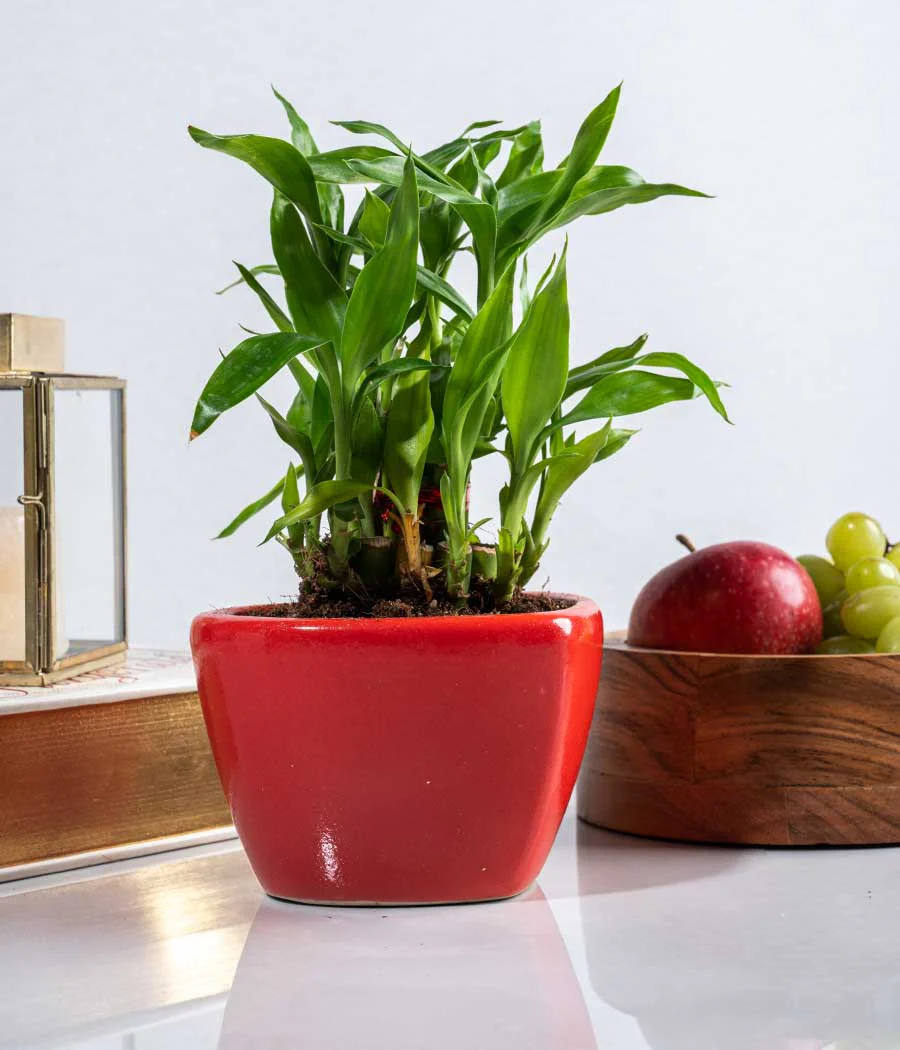 2 Layer Lucky Bamboo in Heart-shaped Red Ceramic Pot - Image 5