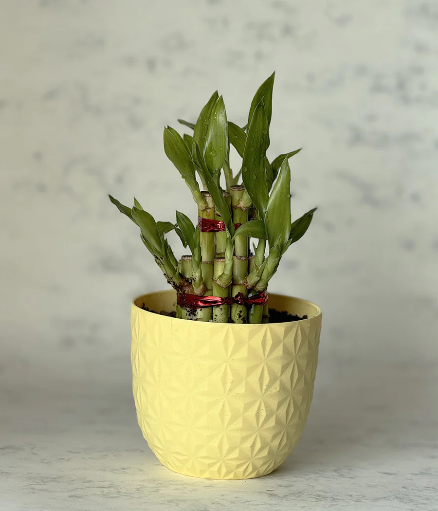 2 LAYER LUCKY BAMBOO IN YELLOW DIAMOND PLANTER
