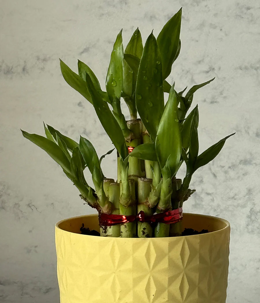 2 LAYER LUCKY BAMBOO IN YELLOW DIAMOND PLANTER - Image 2