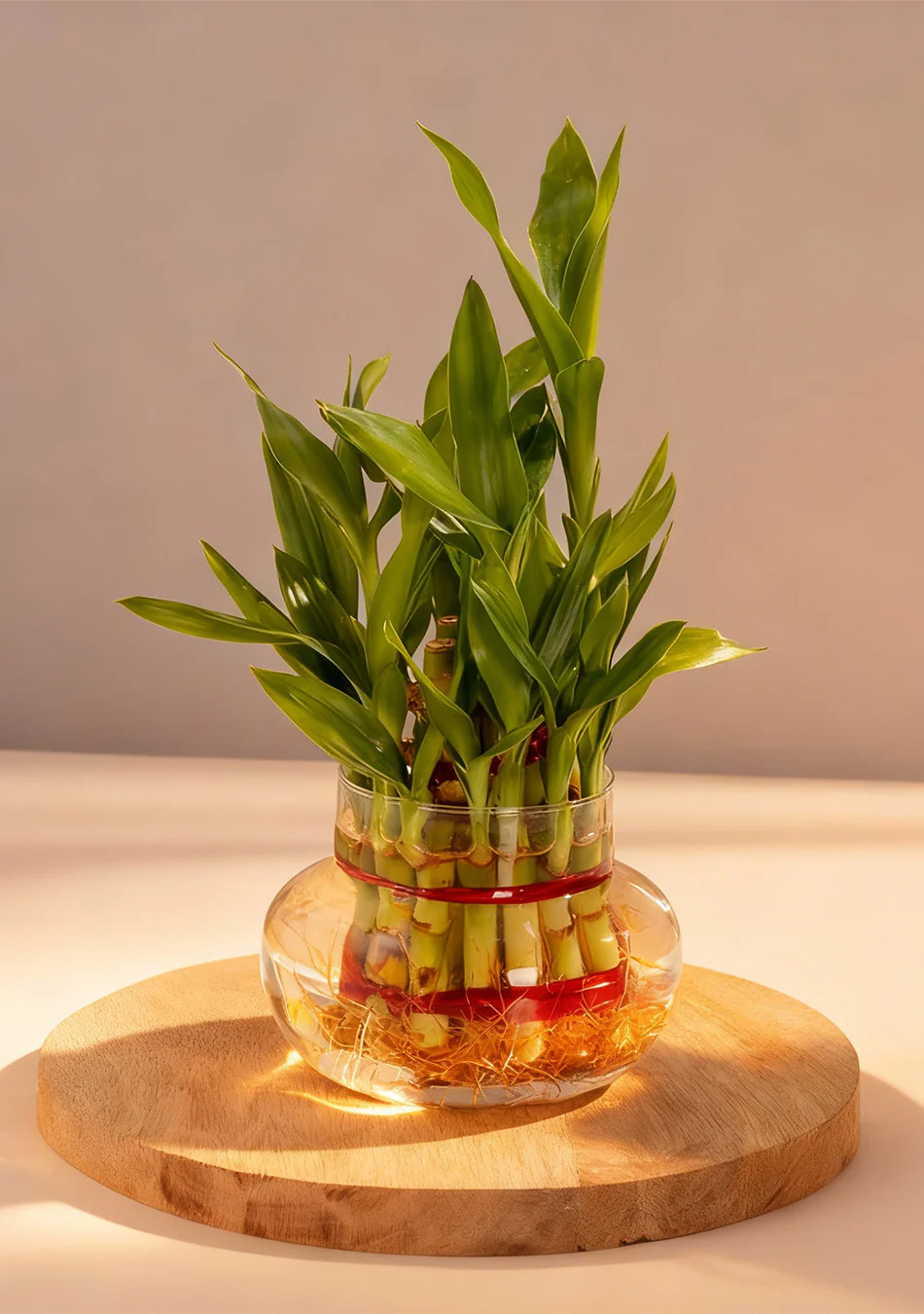 2 Layer lucky Bamboo Plant - Image 3