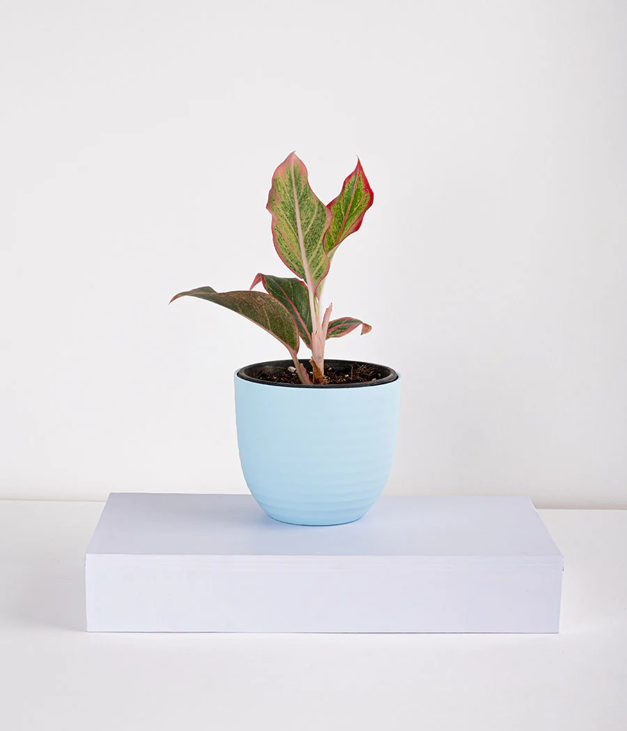 Aglaonema Pink Plant in Planter