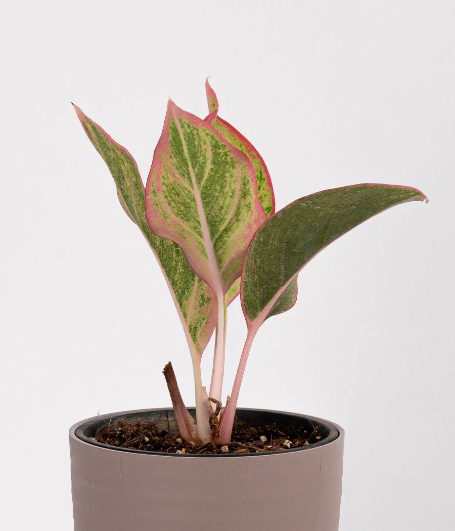 Aglaonema Pink Plant in Planter - Image 2