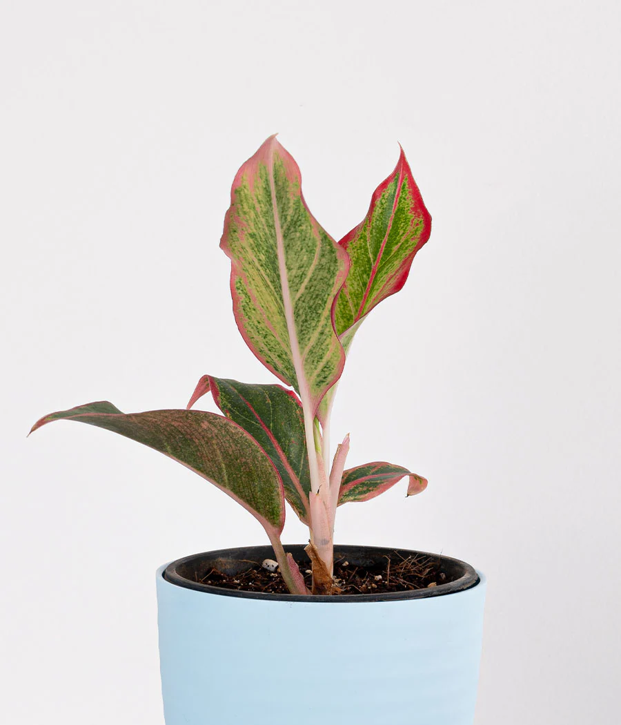 Aglaonema Pink Plant in Planter - Image 3