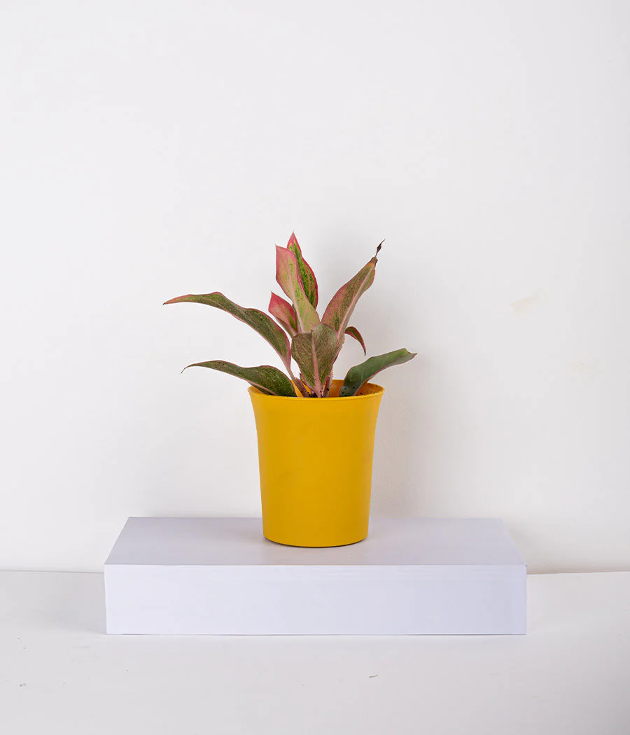Aglaonema Pink Plant in Planter - Image 5