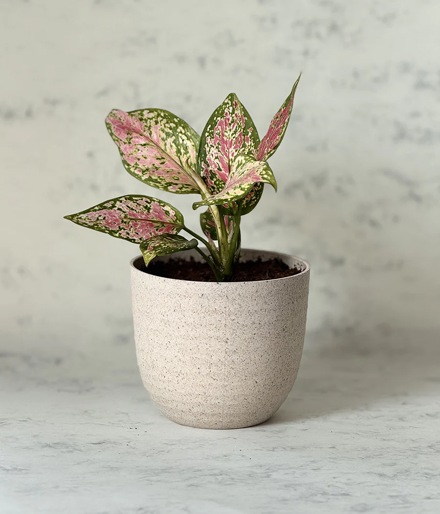AGLAONEMA VALENTINE IN ARAVALII BEIGE ECO SERIES PLANTER