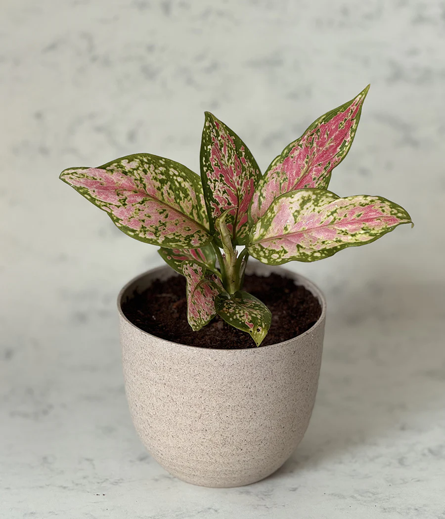AGLAONEMA VALENTINE IN ARAVALII BEIGE ECO SERIES PLANTER - Image 2