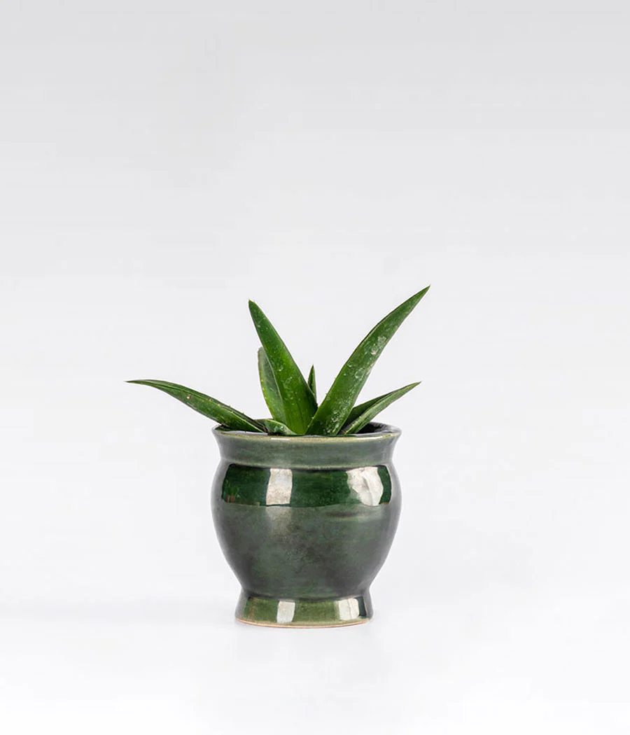 Aloevera In Green Ceramic Planter