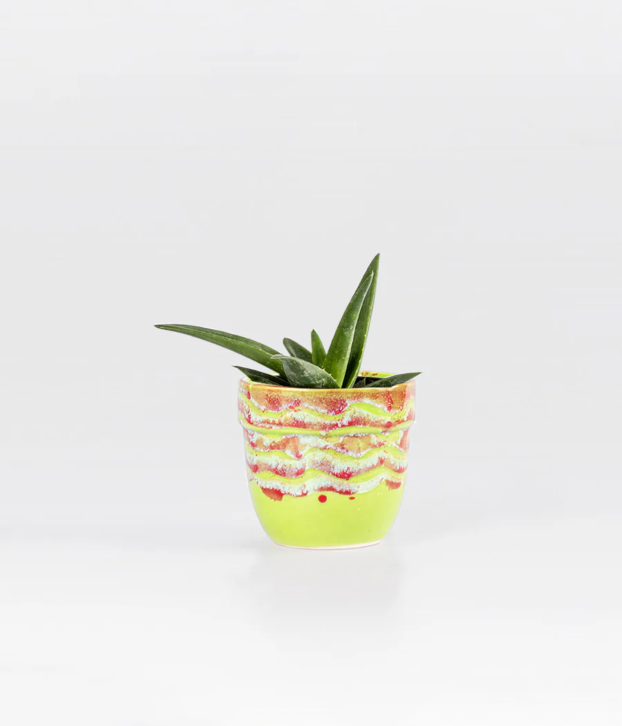 Aloevera In Red & Green Glazed Planter