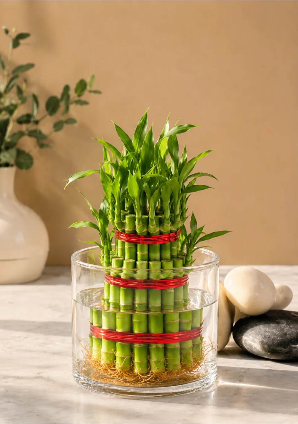 Aravalii Lucky Bamboo glass Planter - Image 2