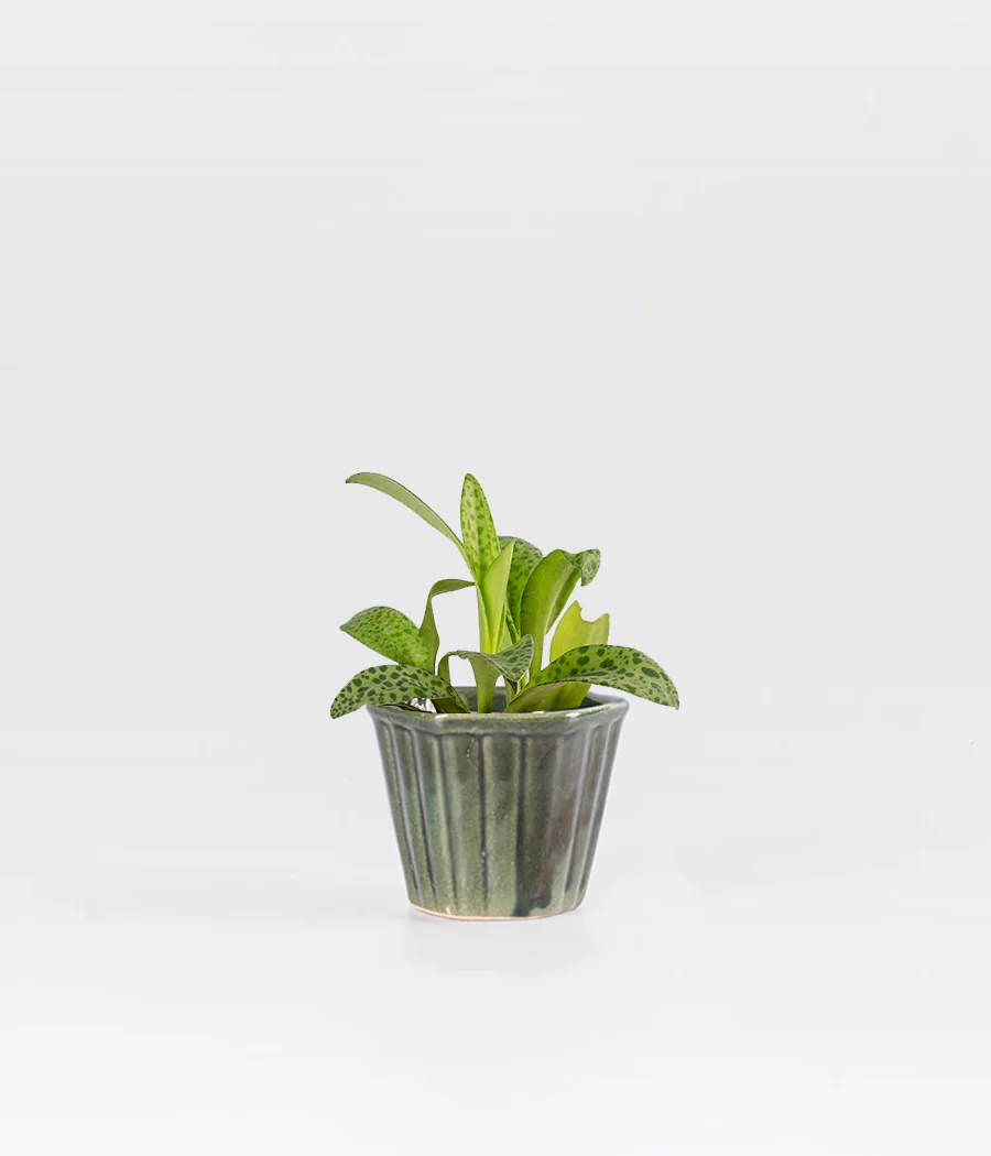 Cecilia Plant pot - Image 4