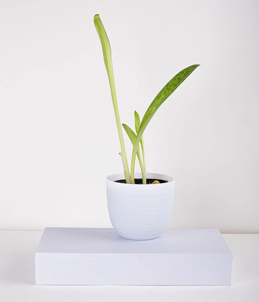 Cecilia Plant in Pastel White Planter