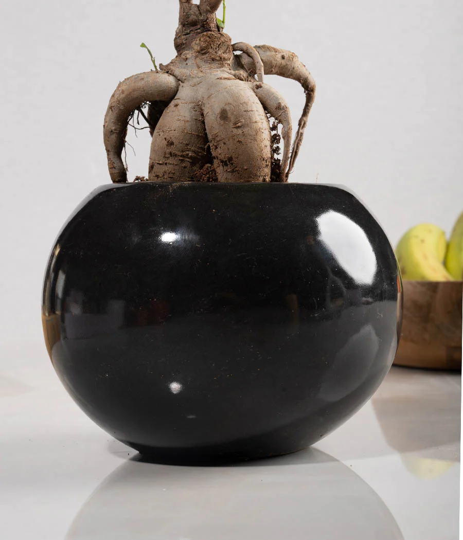 Ficus Bonsai in Round Planter - Image 3