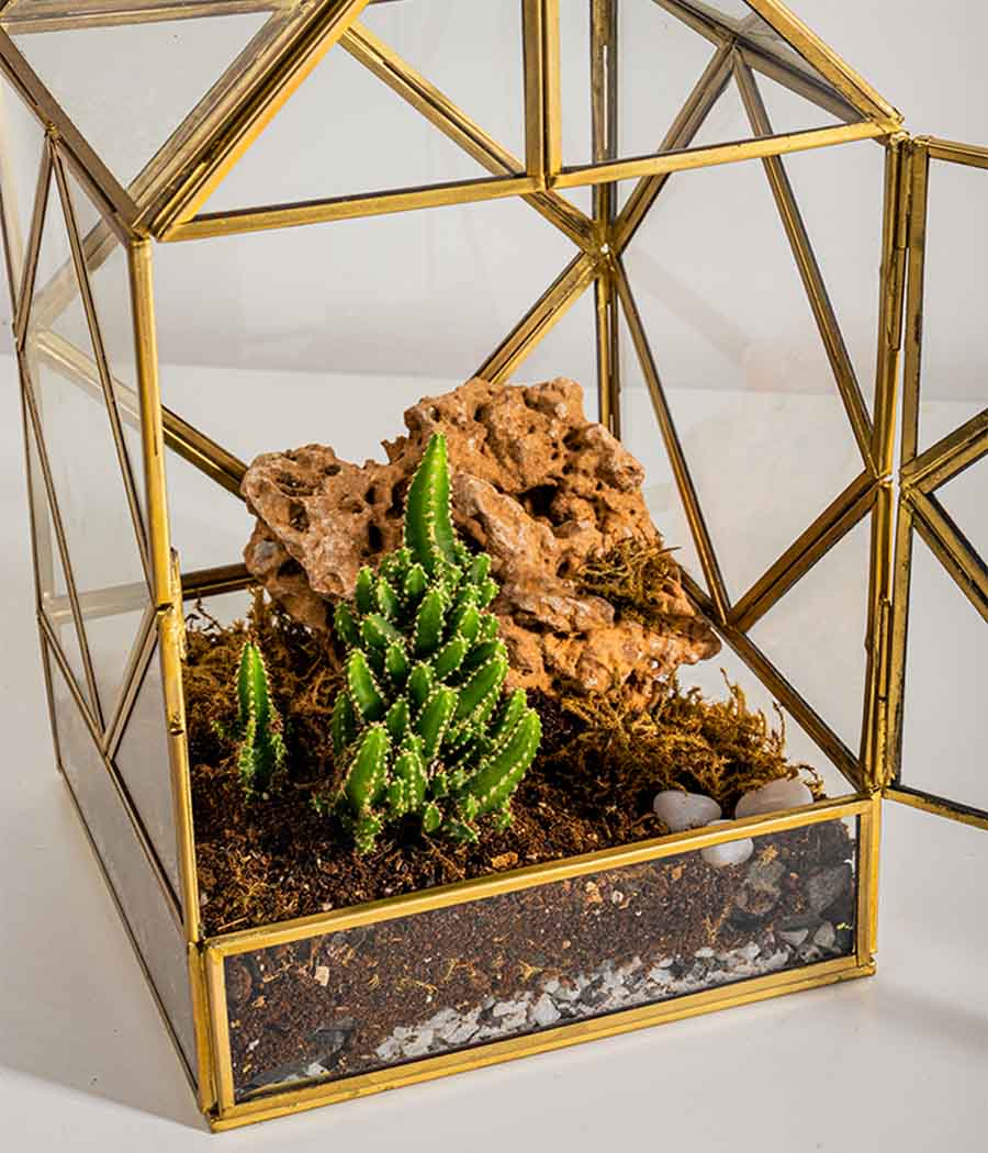 Geneva Terrarium - Image 2