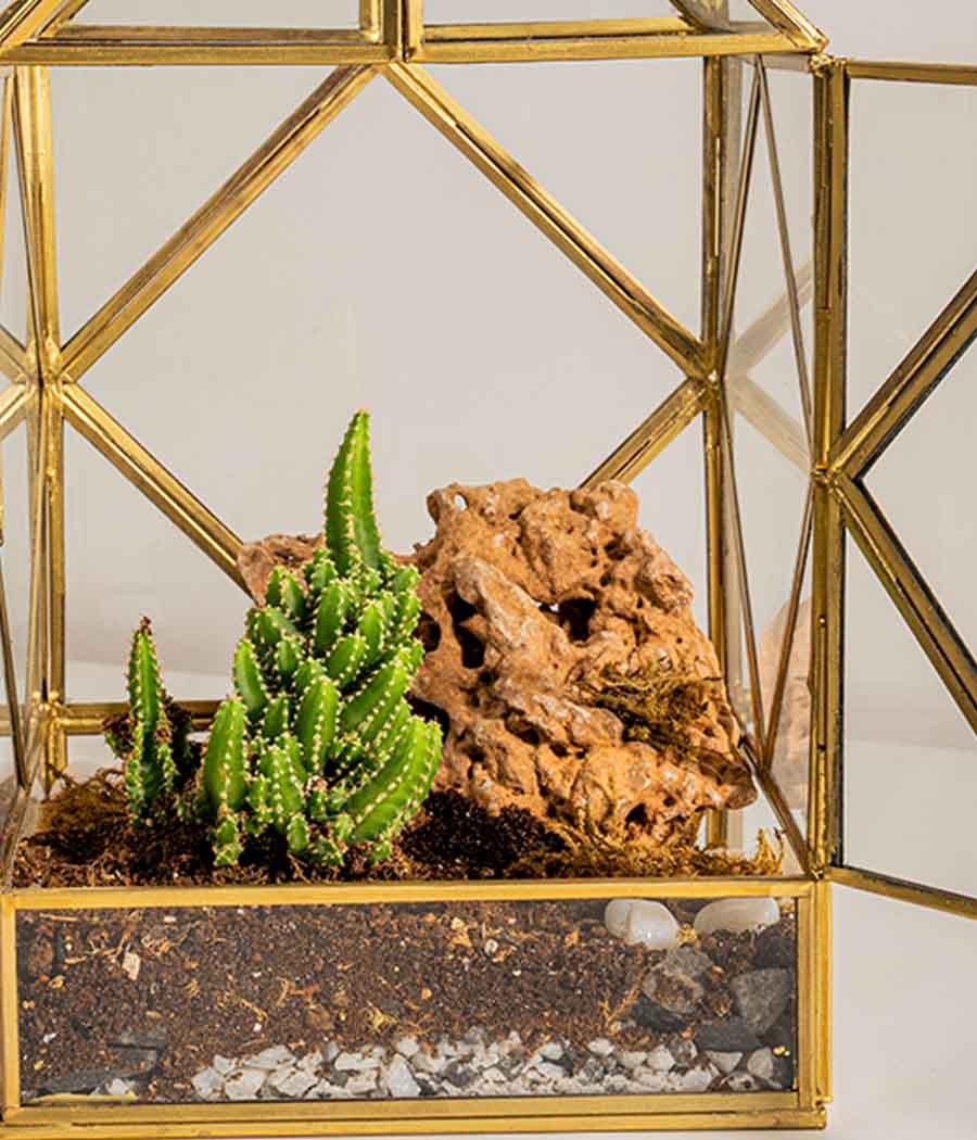 Geneva Terrarium - Image 3