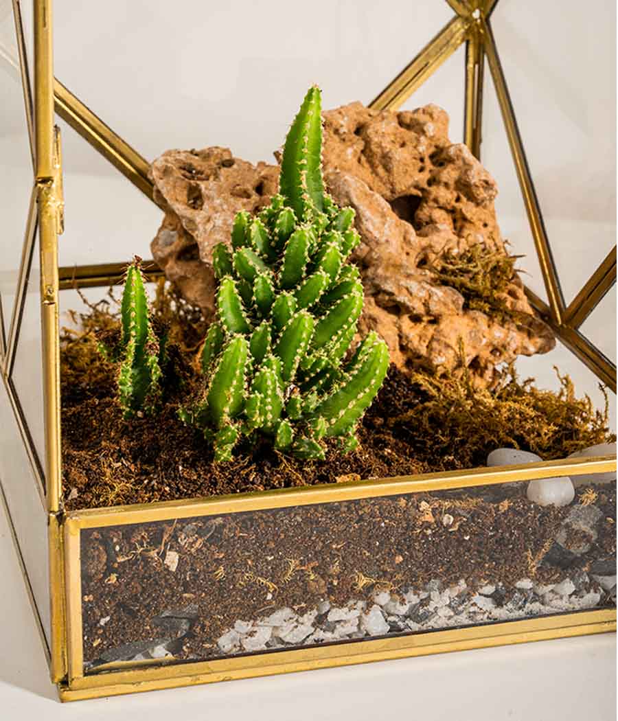 Geneva Terrarium - Image 5