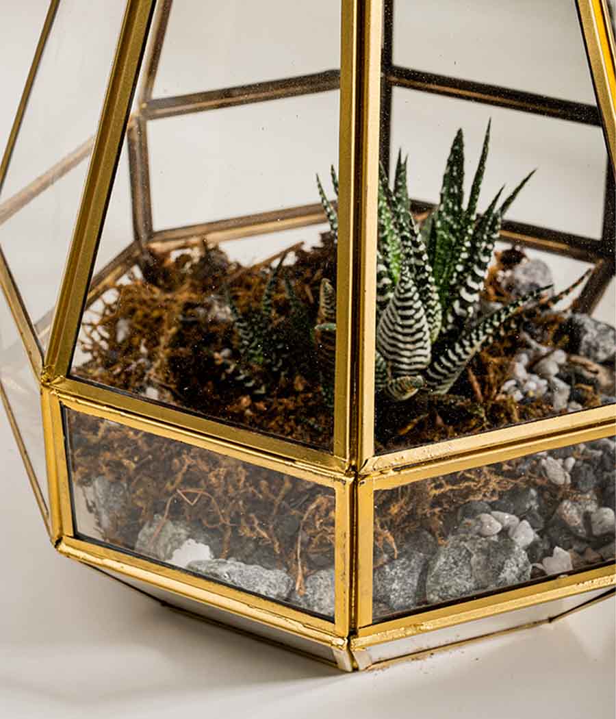 Helena Terrarium - Image 2