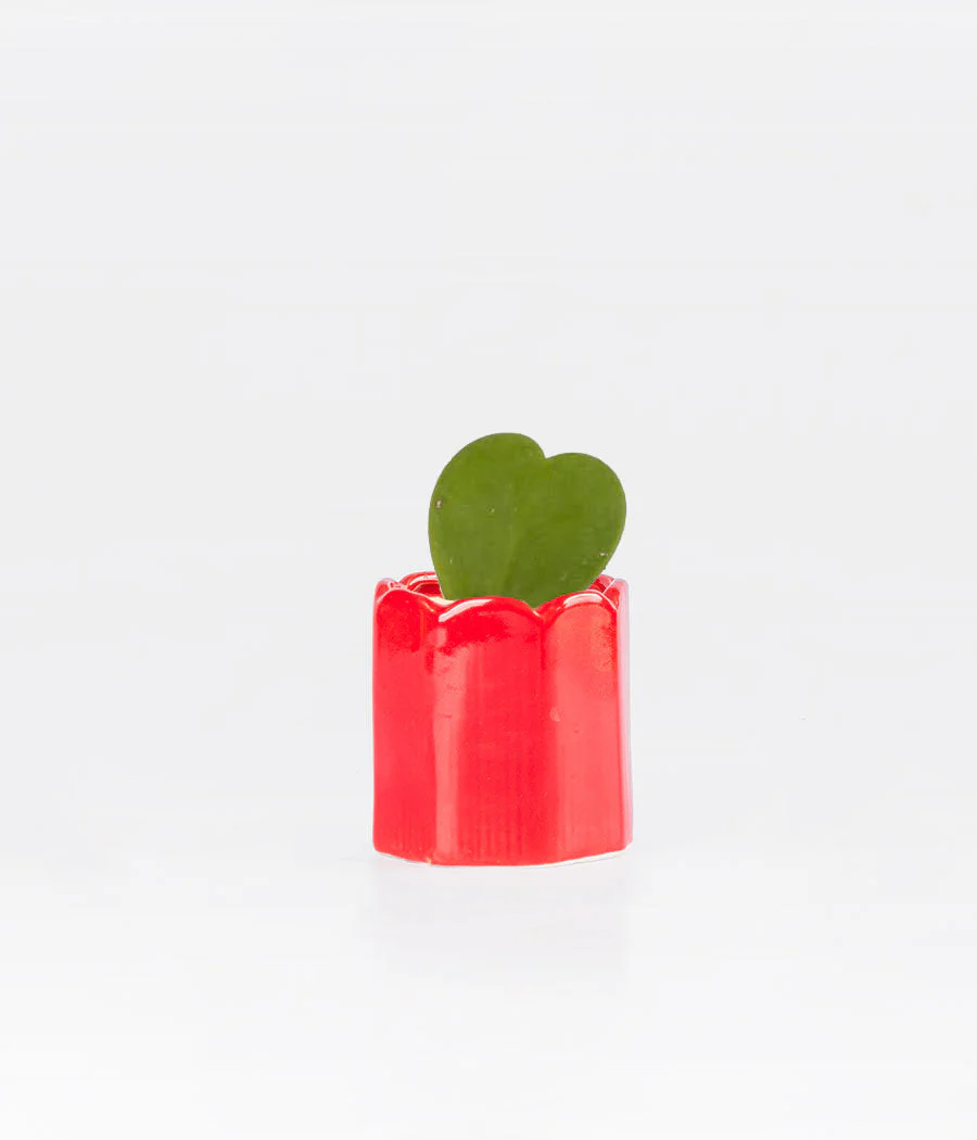 Hoya Heart Plant In Hear Shaped Ceramic Pot - Image 3
