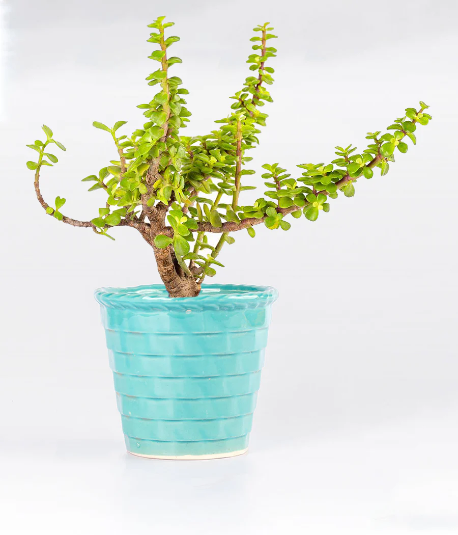 Jade Plant In Light Blue Ceramic Planter