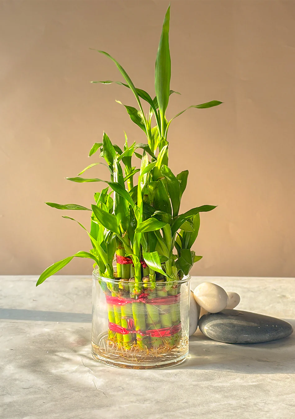 Lucky Bamboo 3 Layers Indoor Plant - Image 2