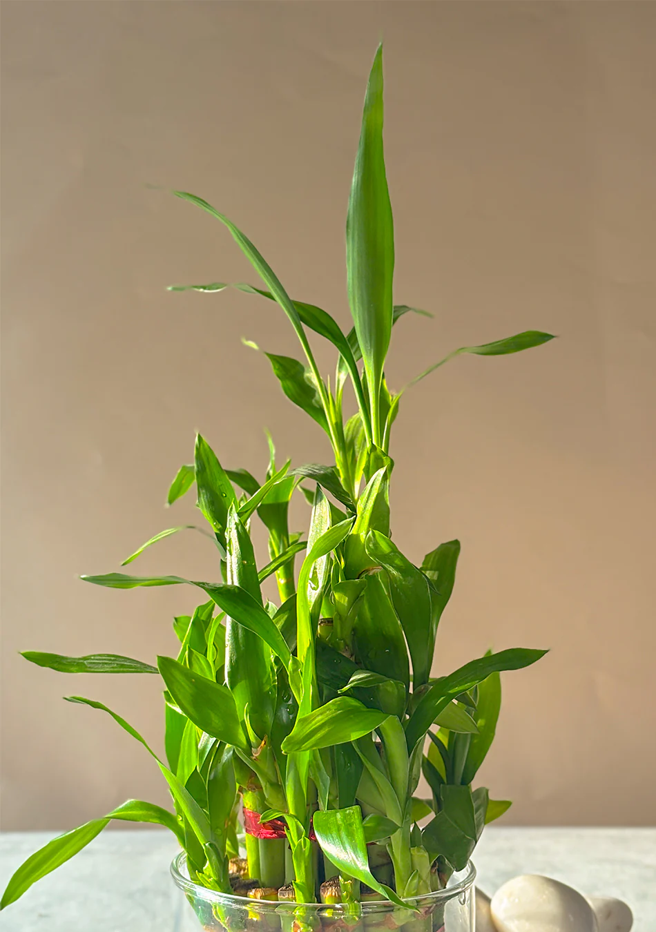 Lucky Bamboo 3 Layers Indoor Plant - Image 4