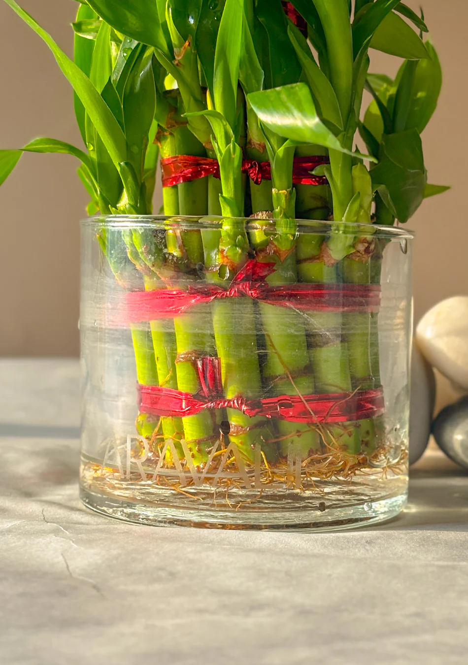 Lucky Bamboo 3 Layers Indoor Plant - Image 5