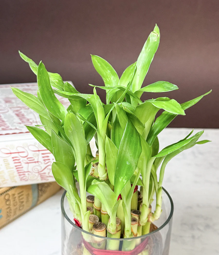 Lucky Bamboo Plant - Image 3