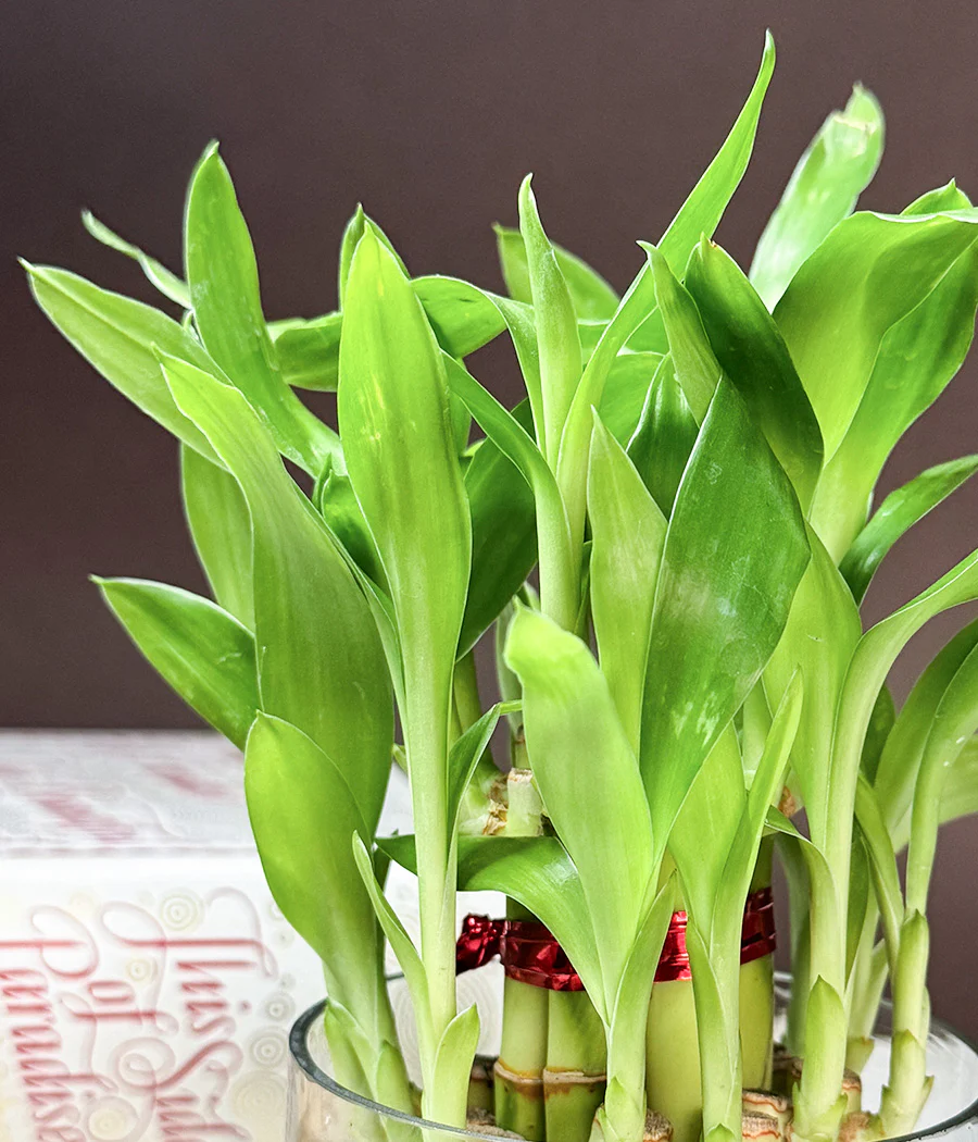 Lucky Bamboo Plant - Image 4