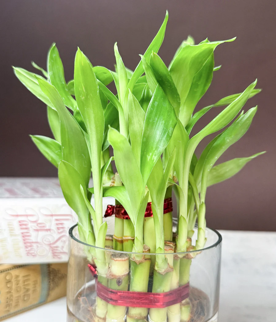 Lucky Bamboo Plant - Image 5