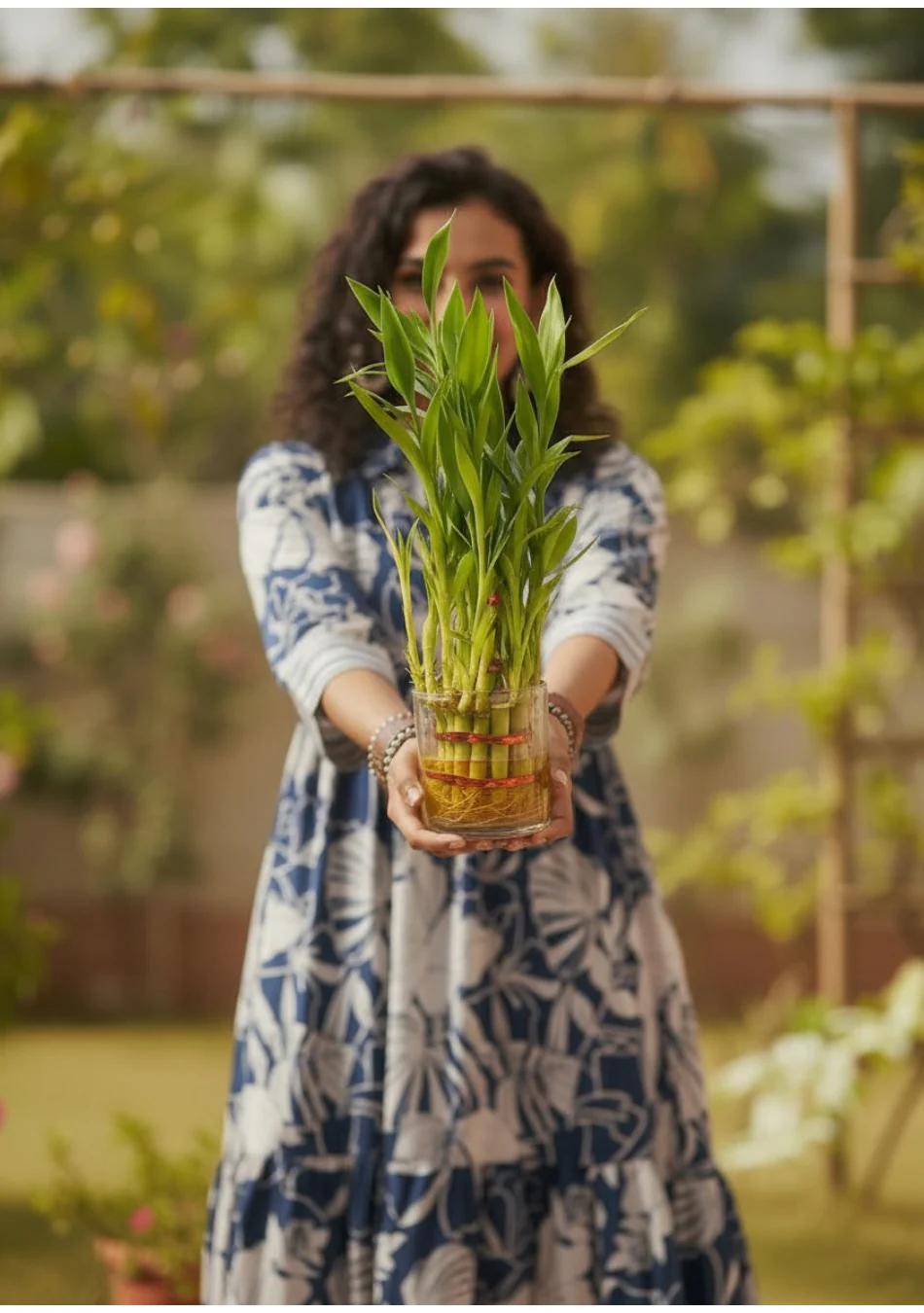 Lucky Bamboo Plant - Image 7