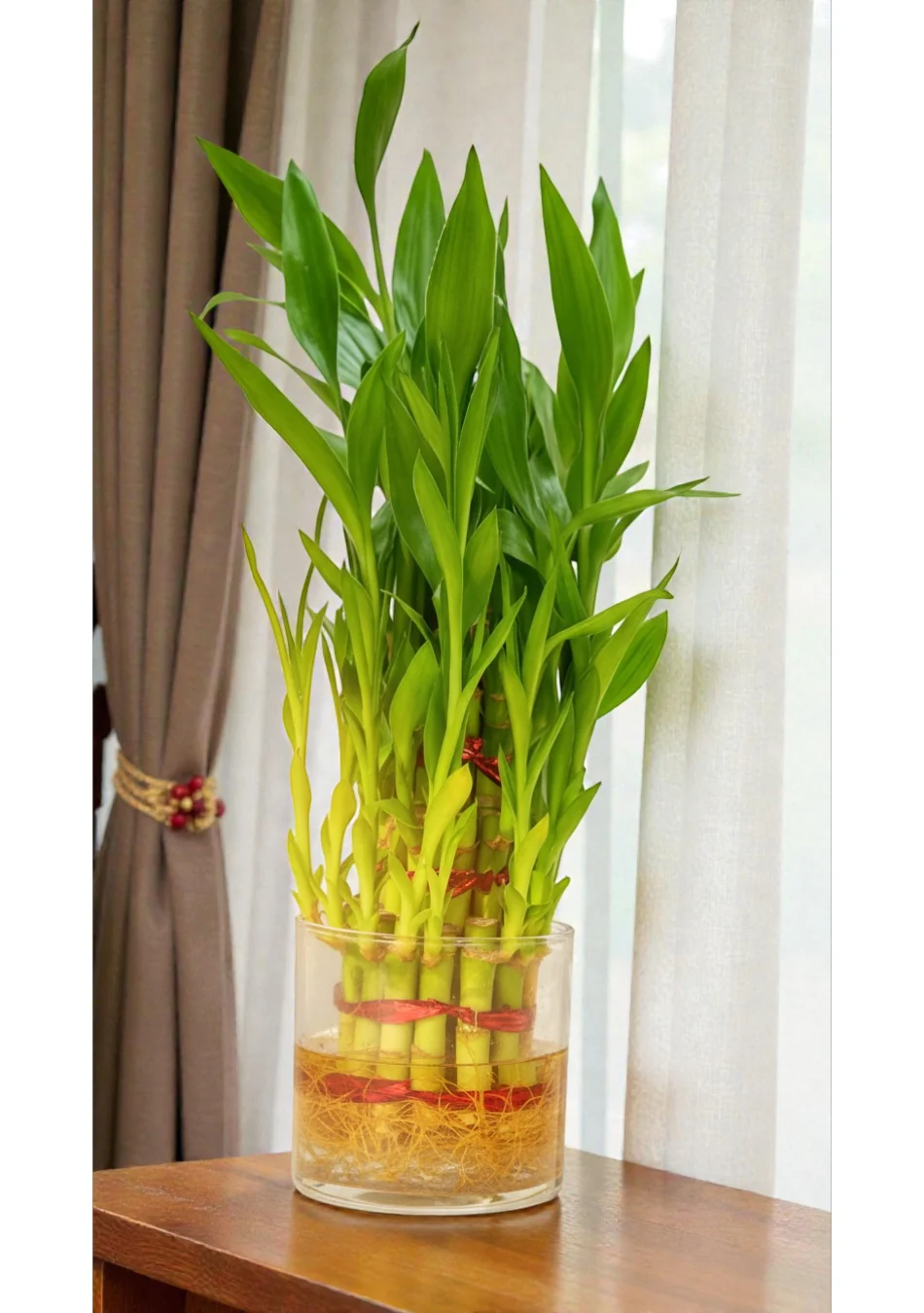 Lucky Bamboo Plant - Image 9