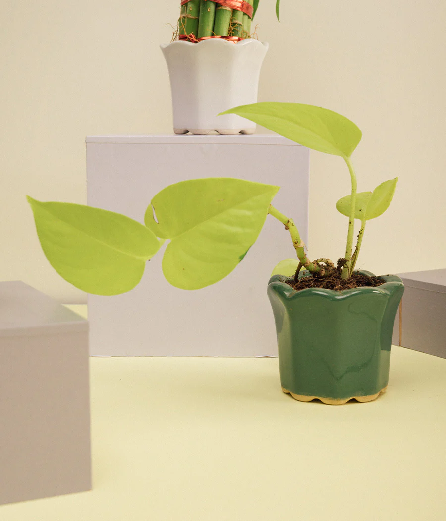 Money Plant in Dark Green Ceramic Pot