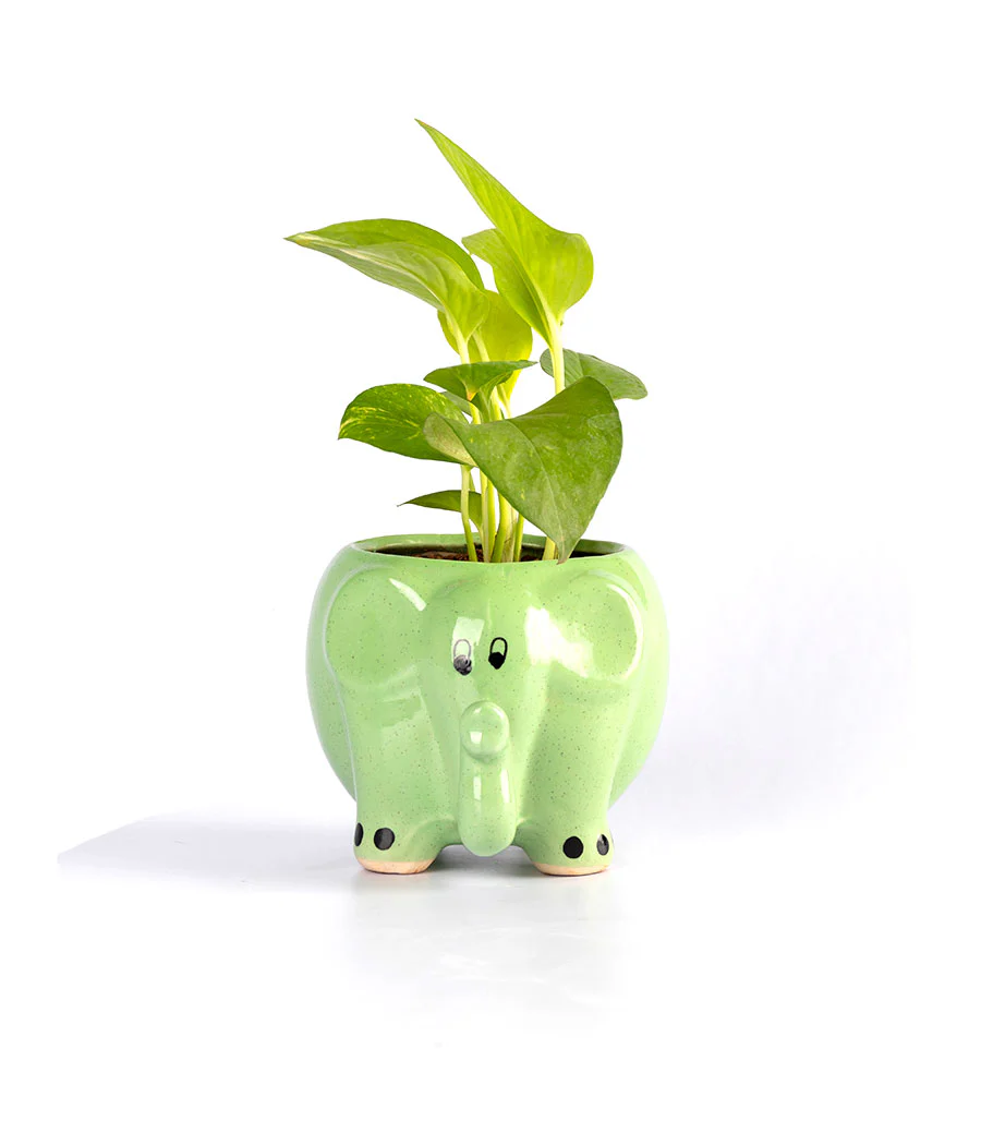 Money Plant in Round Elephant - Handcrafted