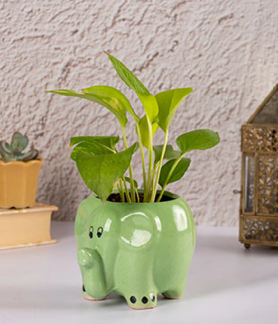 Money Plant in Round Elephant - Handcrafted - Image 2