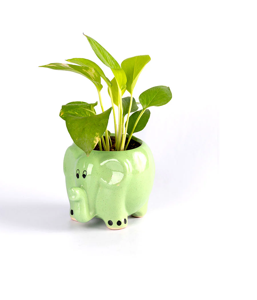Money Plant in Round Elephant - Handcrafted - Image 3