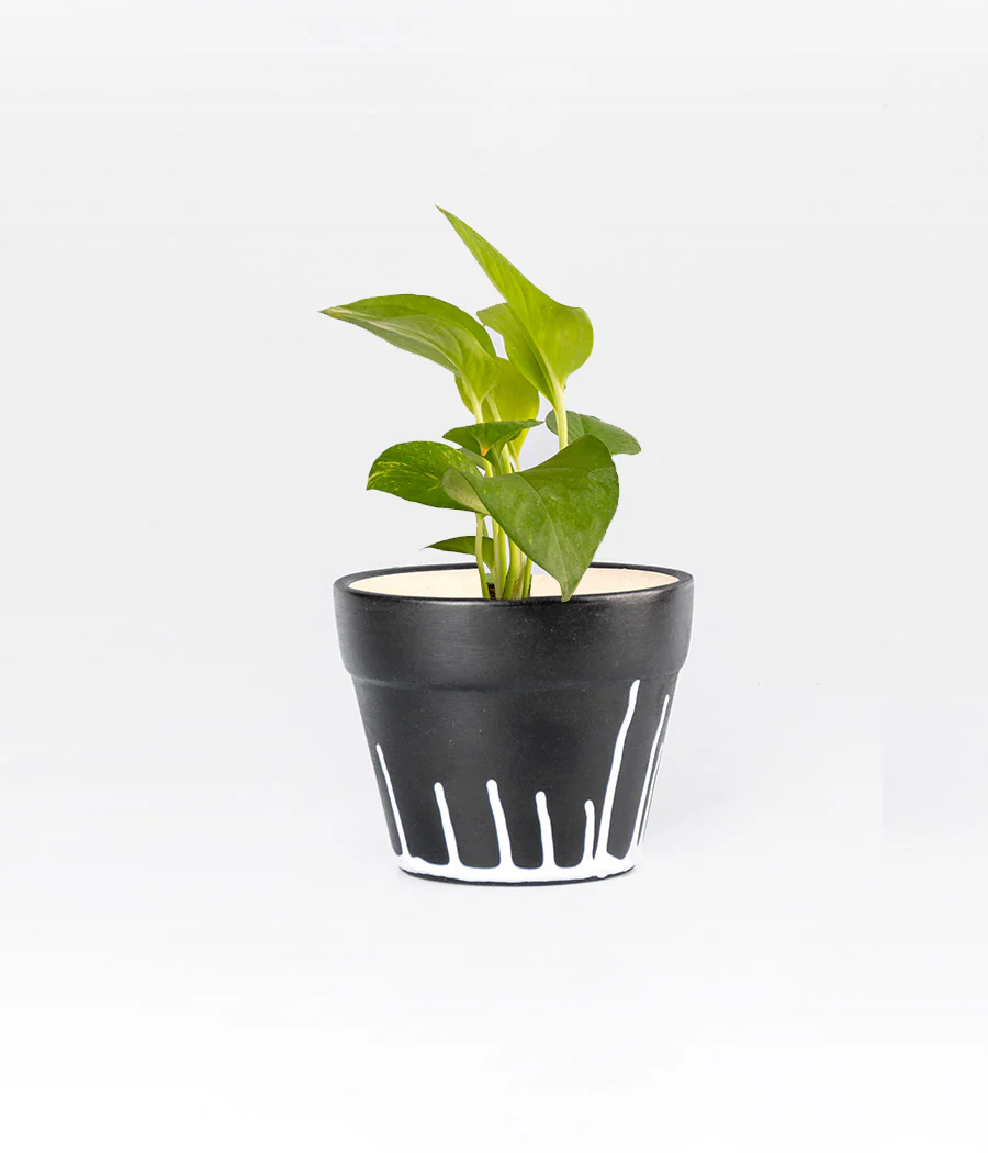 Money Plant in Round Elephant - Handcrafted - Image 4