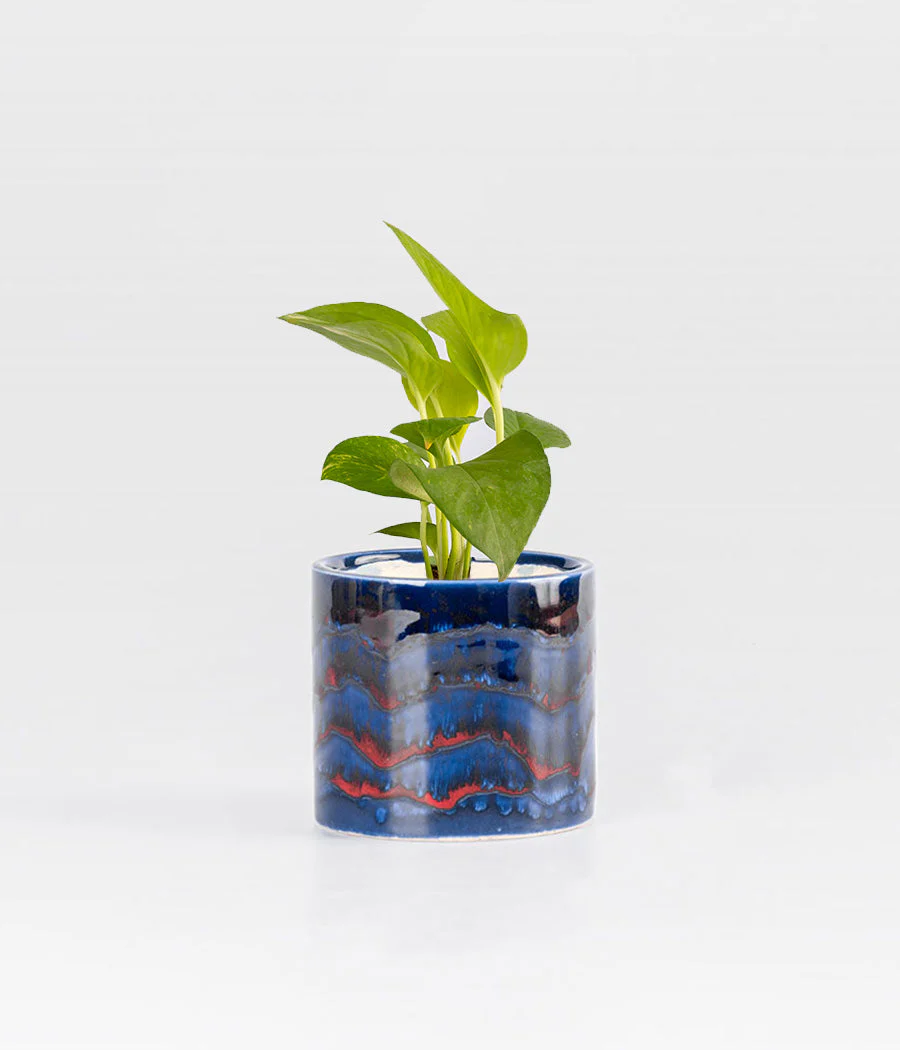 Money Plant in Round Elephant - Handcrafted - Image 5
