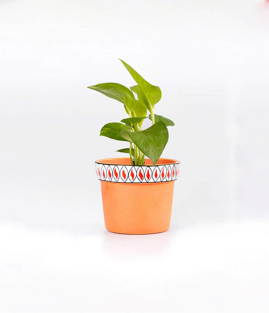 Money Plant in Round Elephant - Handcrafted - Image 6