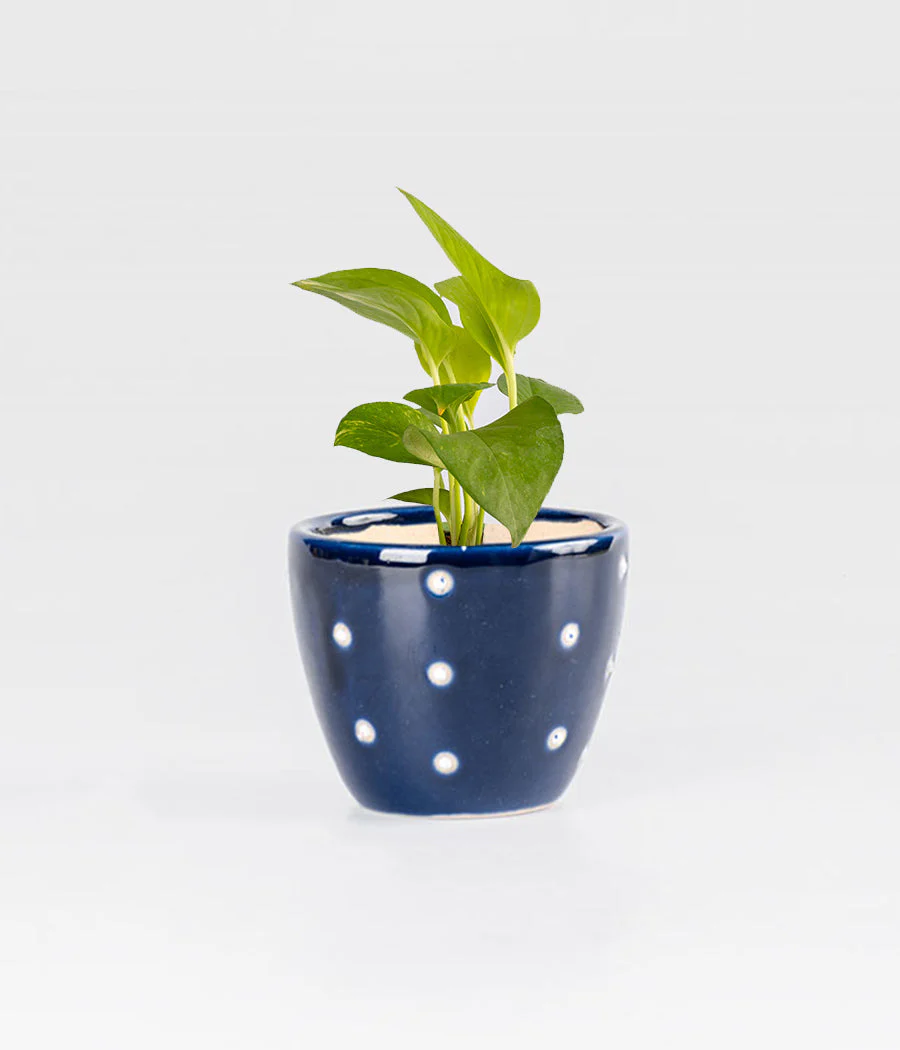 Money Plant in Round Elephant - Handcrafted - Image 7