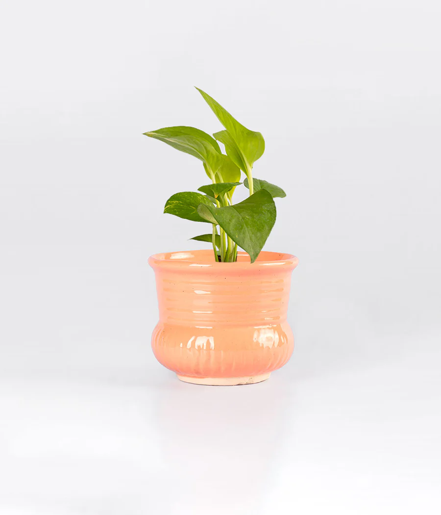 Money Plant Queen Marble In Pink Buttercup Ceramic Pot