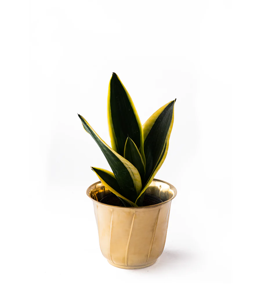 Twisted Brass Planter Big - Image 2