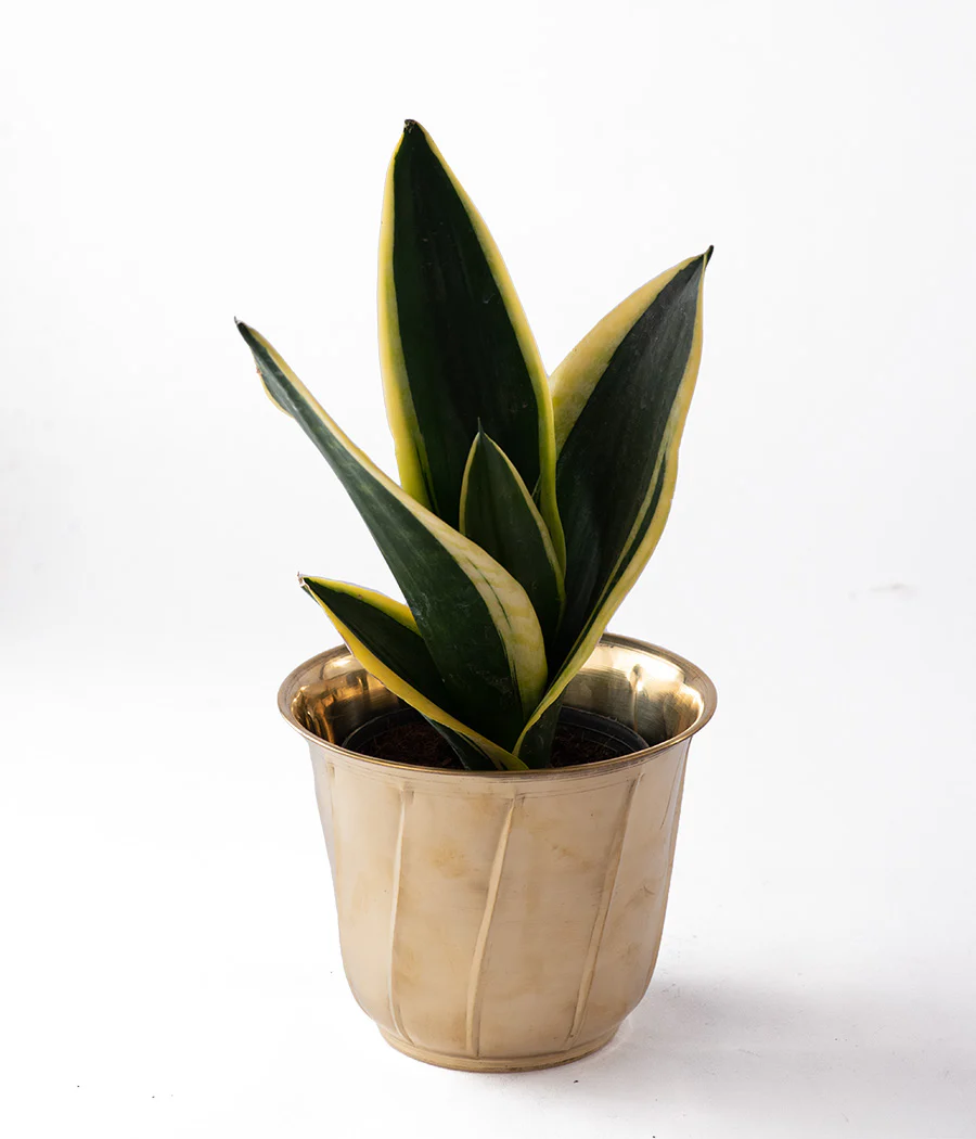Twisted Brass Planter Big - Image 3