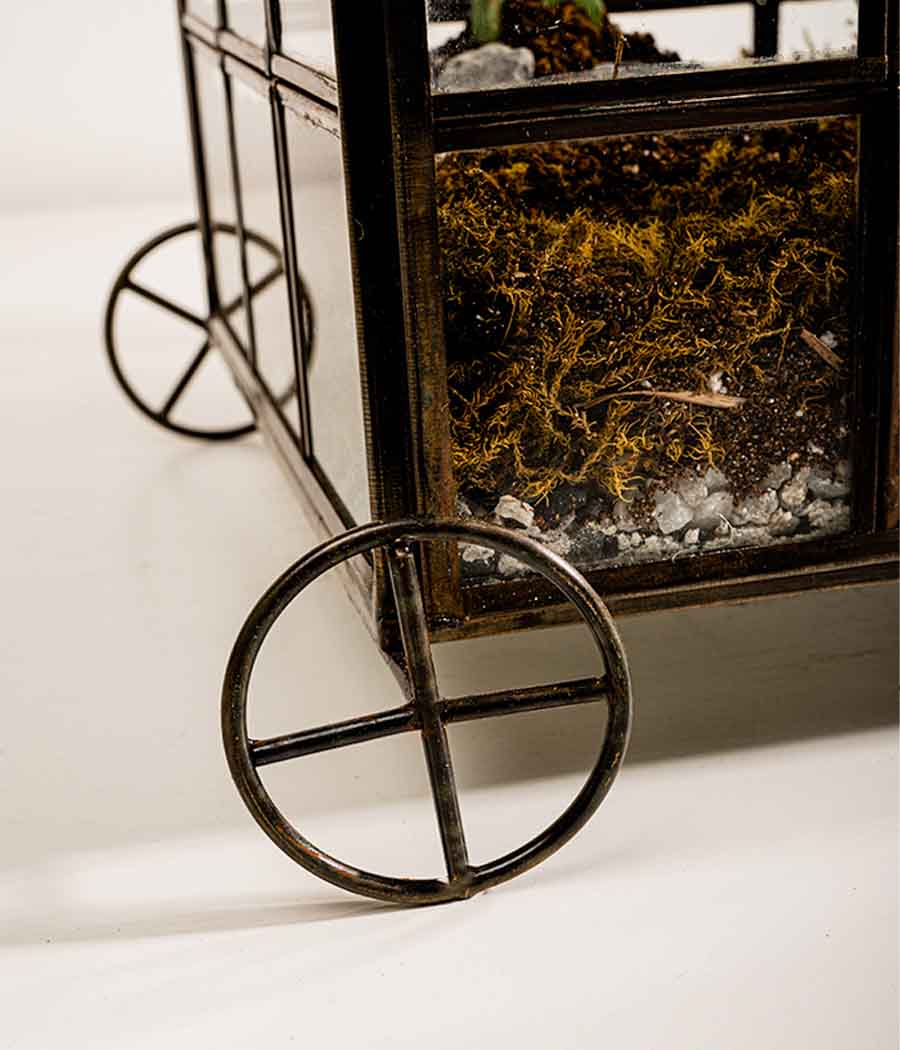 Odessa Terrarium - Image 3