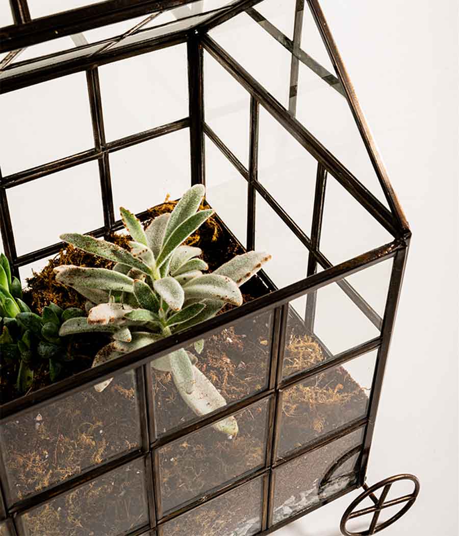 Odessa Terrarium - Image 4