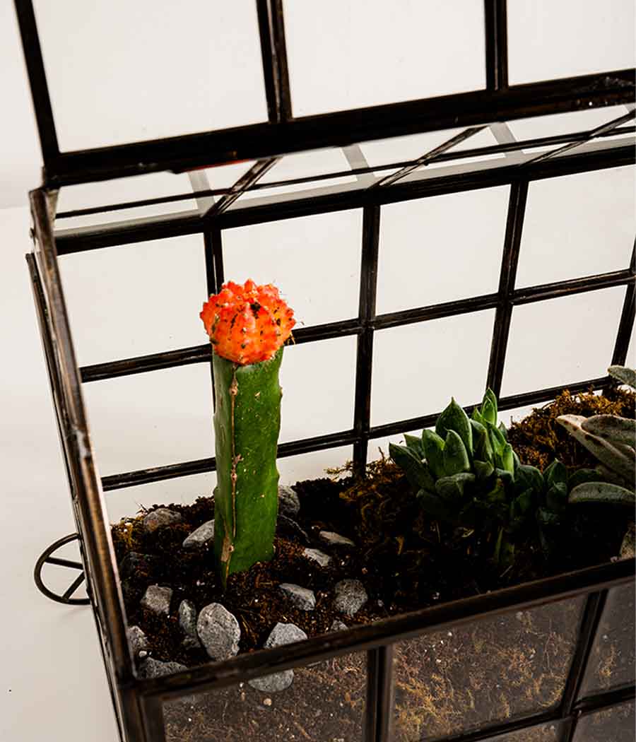 Odessa Terrarium - Image 5