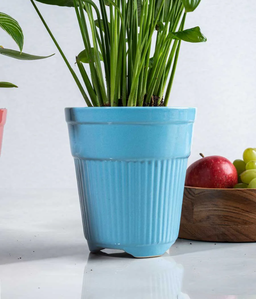 Peace Lily in Tall Ceramic Planter - Image 2