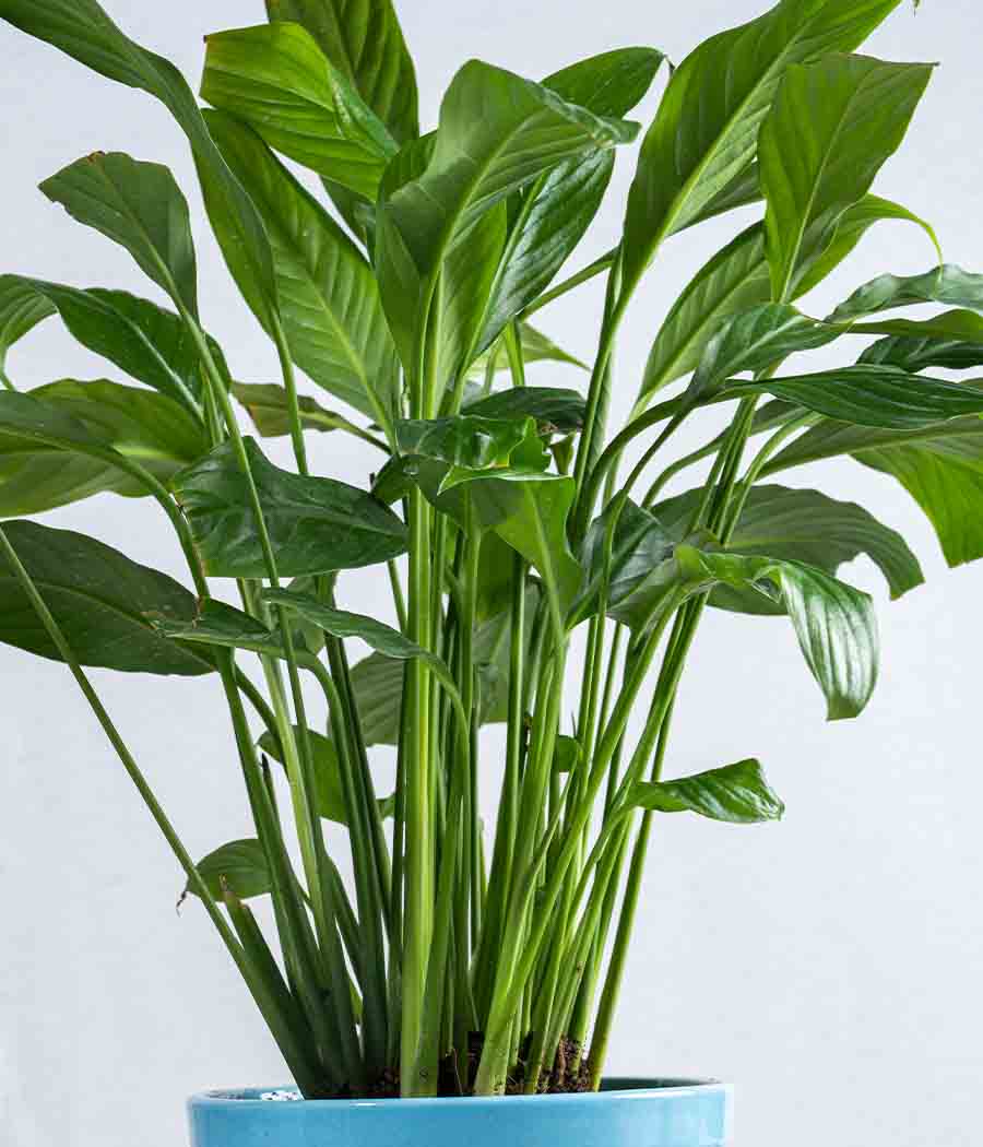 Peace Lily in Tall Ceramic Planter - Image 3