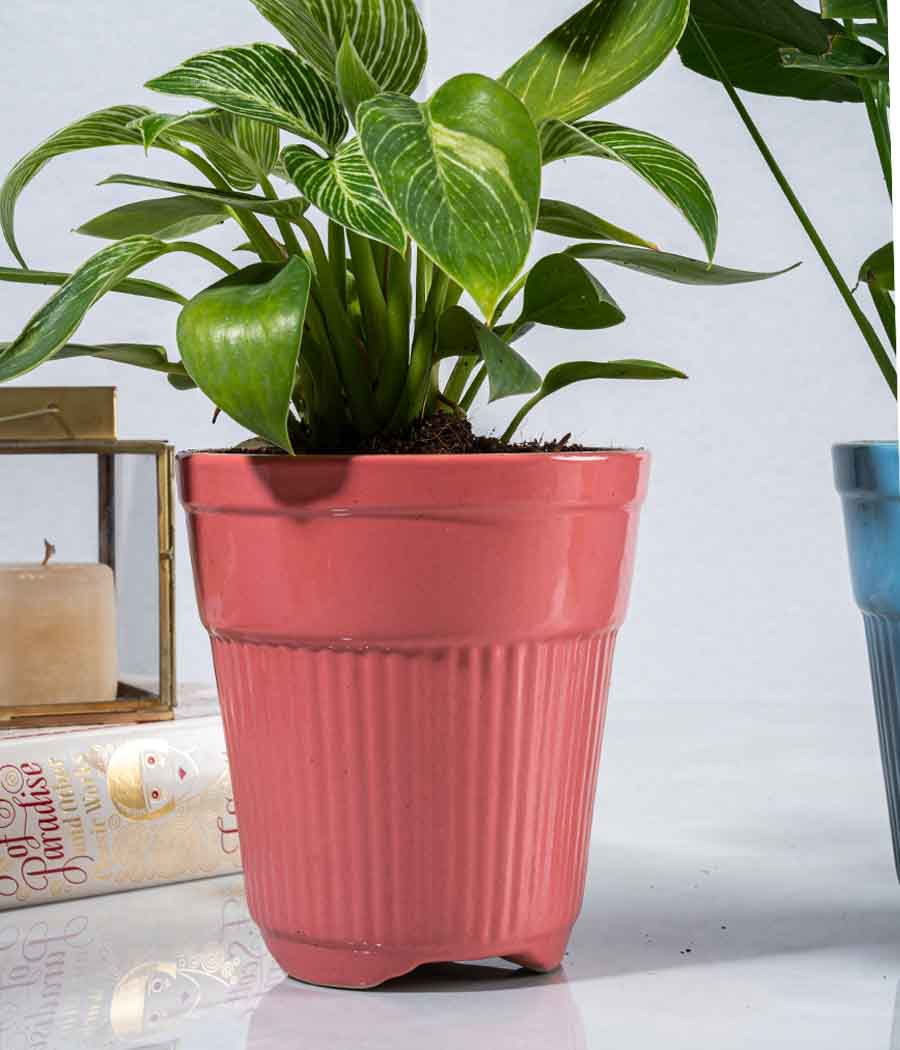 Philodendron Birkin in Tall Ceramic Planter - Image 2