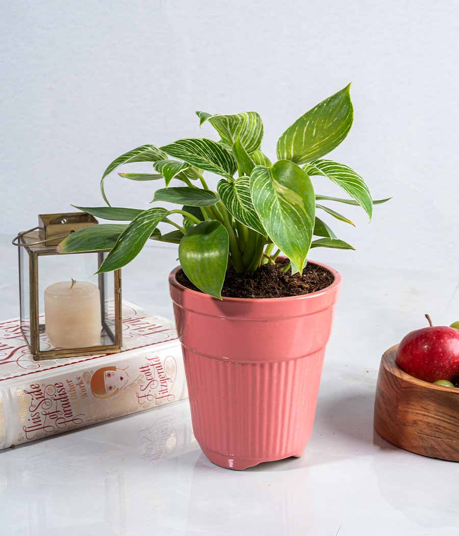 Philodendron Birkin in Tall Ceramic Planter - Image 3