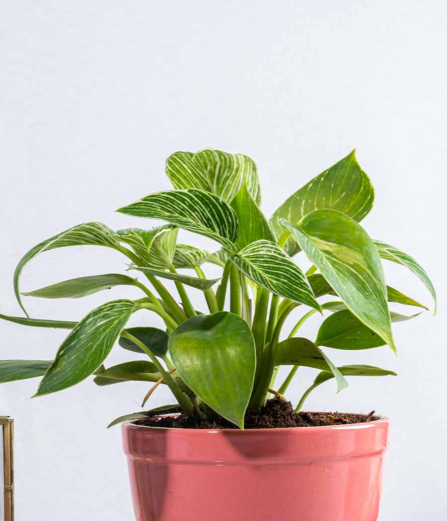 Philodendron Birkin in Tall Ceramic Planter - Image 4