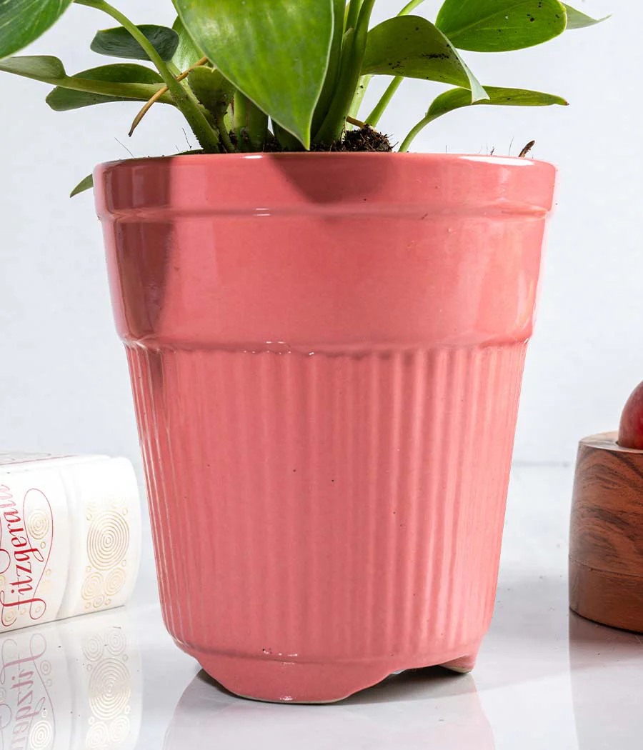 Philodendron Birkin in Tall Ceramic Planter - Image 5
